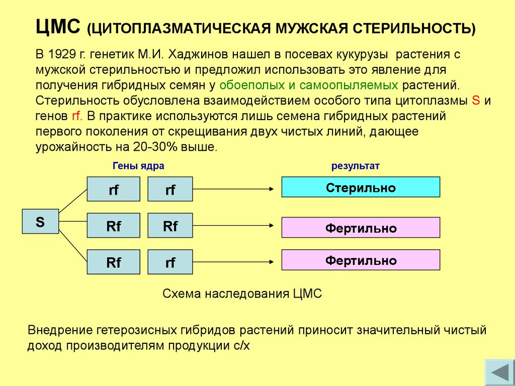 Селекция генотипов это. Цитоплазматическая мужская стерильность. Цитоплазматическая стерильность. Цитоплазматическая мужская стерильность у растений. ЦМС стерильность.