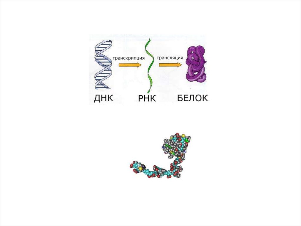 Транскрипция и трансляция. Транскрипция и трансляция в биологии. Белок транскрипция и трансляция. Транскрипция и трансляция ДНК. ДНК РНК белок.