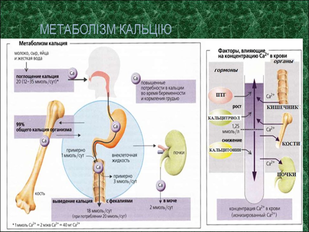 Обмен кальция презентация