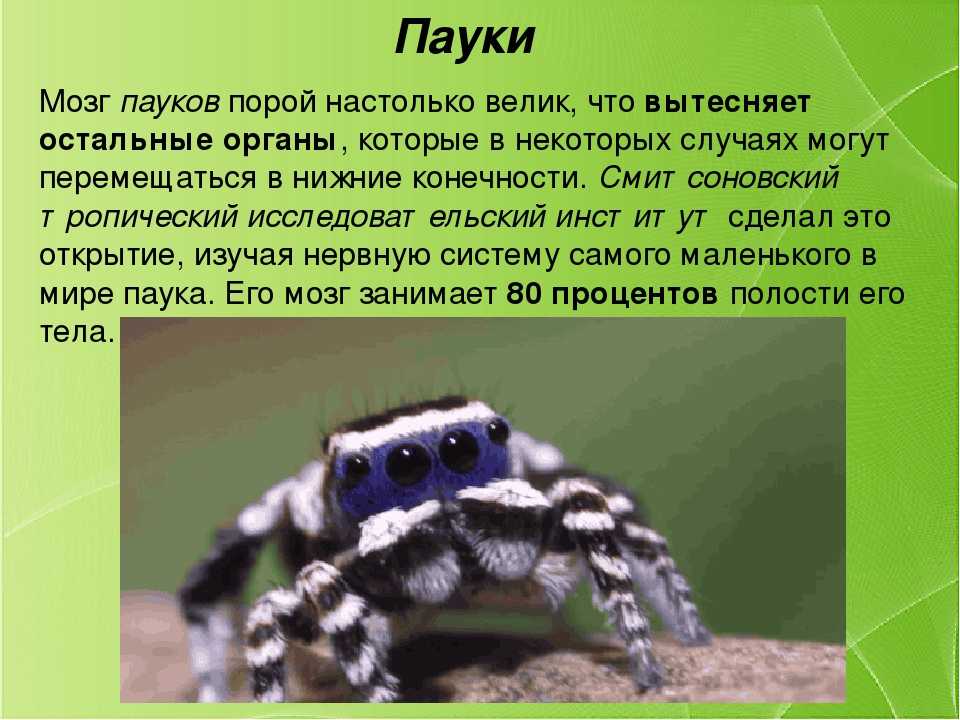 Факты биология 8 класс. Интересные факты о пауках. Интересные факты о биологии. Интересные факты о паукообразных. Удивительные факты о пауках.