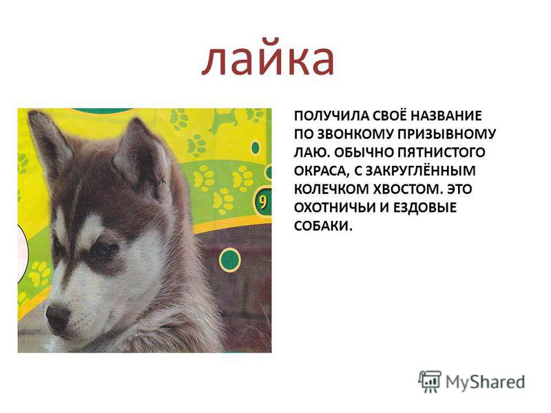 Лайки текст нкей. Лайка краткое описание. Описание лайки. Информация о лайке. Собака лайка рассказ.