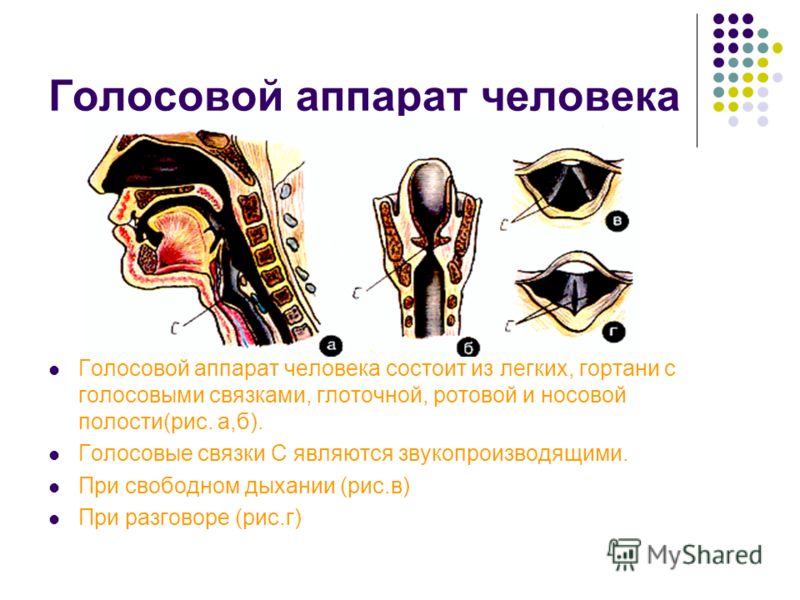 Преобразование голоса. Строение голосового аппарата. Голосовой аппарат. Голосовой аппарат состоит из. Голосовой аппарат гортани.