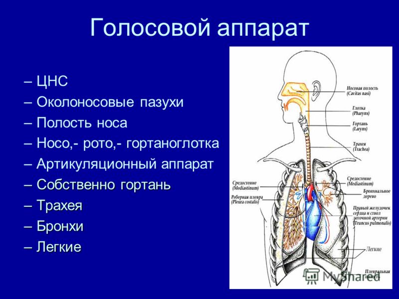 Это голосовой. Голосовой аппарат. Строение голосового аппарата. Вокальный аппарат строение. Гортань и трахея.