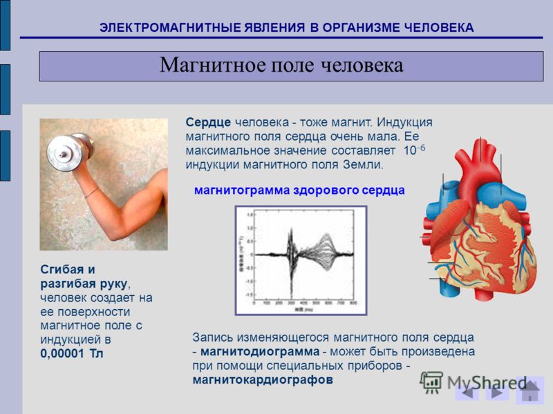 Магнитное поле магнитные явления. Электромагнитное поле сердца. Электромагнитные явления в организме человека. Магнитное поле сердца. Магнитные явления в теле человека.