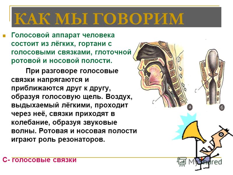 Что такое голосовой. Из чего состоит голосовой аппарат человека. Вокальный аппарат человека. Голосовой аппарат. Голосовые связки состоят из.