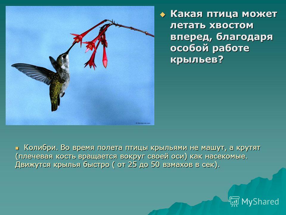 Какая птица года. Какая птица летает хвостом вперед. Какая птица способна летать хвостом вперёд. Единственная птица которая умеет летать хвостом вперед. Какие птицы могут парить.