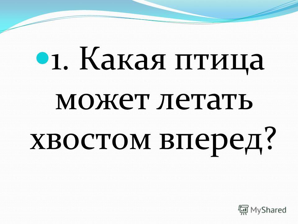 Какая птица может летать хвостом вперед