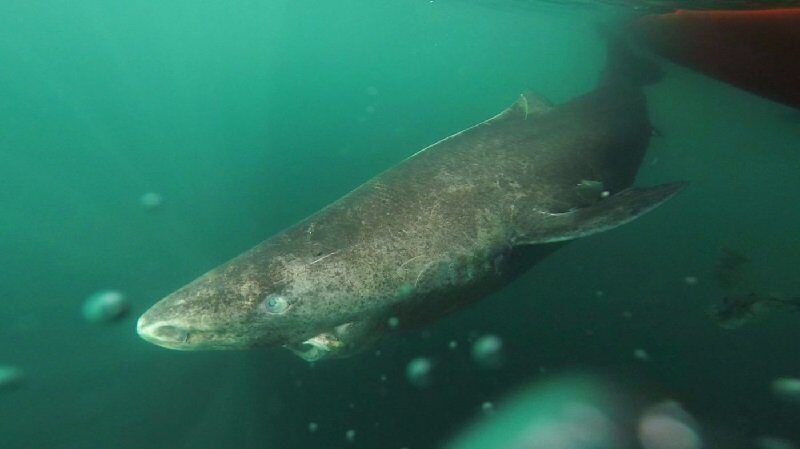 Гренлпндская акула долгожитель