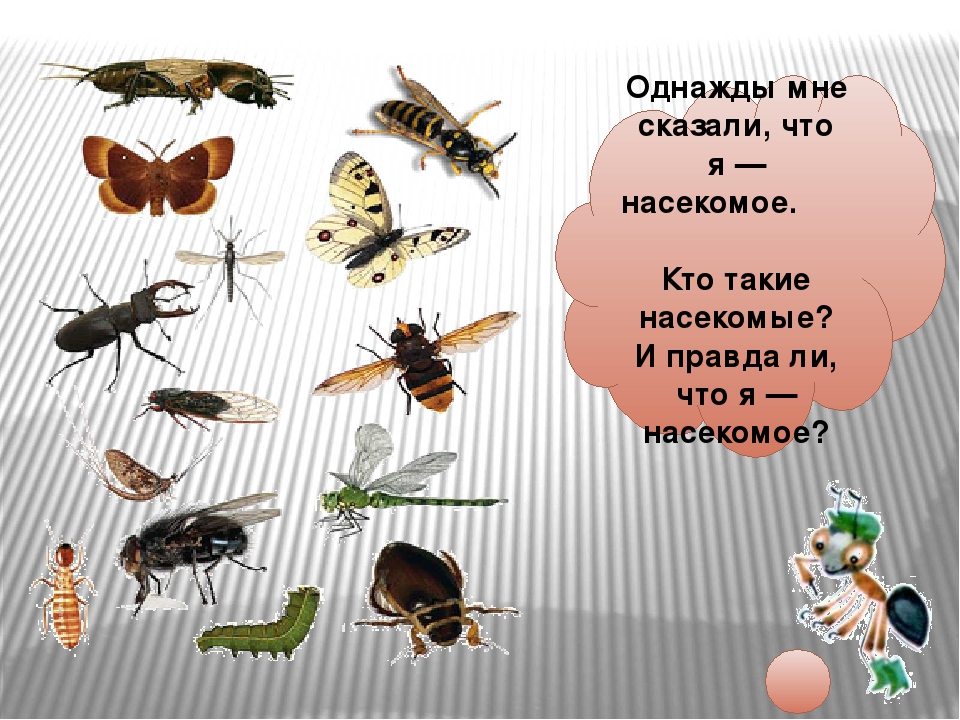 Кто такие насекомые 1 класс презентация школа. Окружающий мир насекомые. Насекомые 1 класс. Насекомые 1 класс окружающий мир. Насекомые это для детей 1 класса.