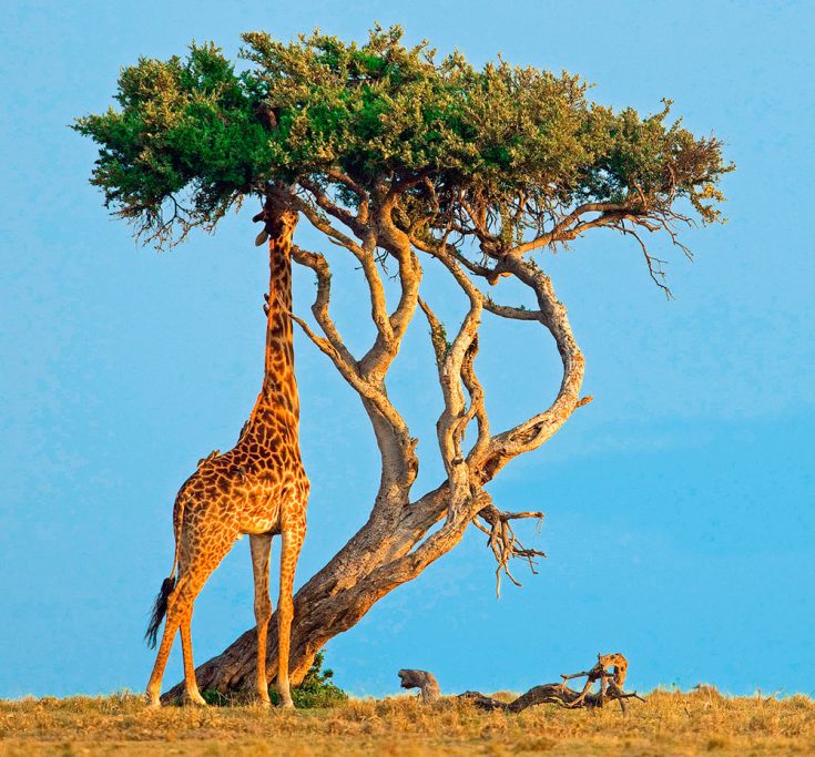 Рацион питания жирафов