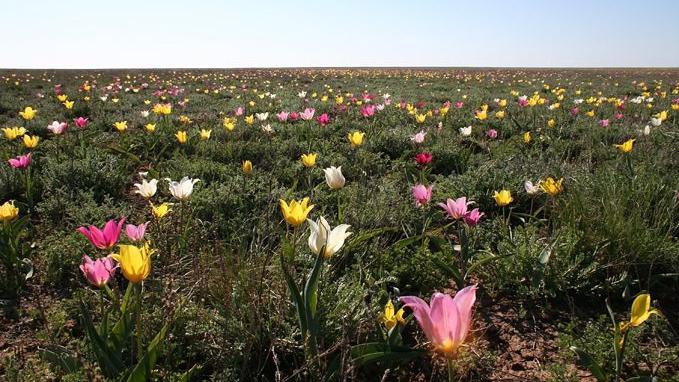 Где в Саратовской области растут тюльпаны
