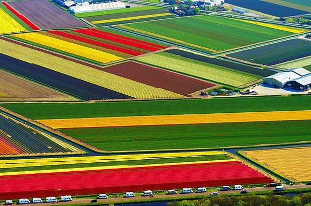Тюльпаны Голландии