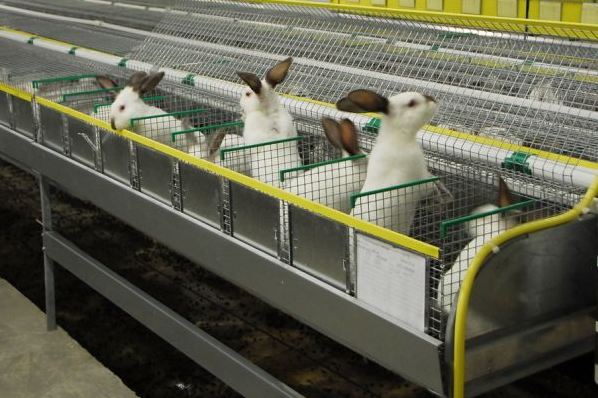 Кролиководство промышленное