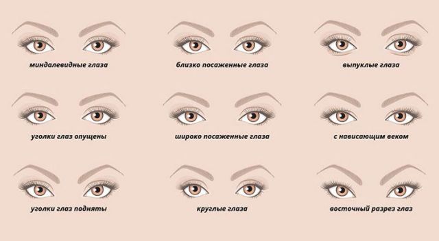 Типы глаз