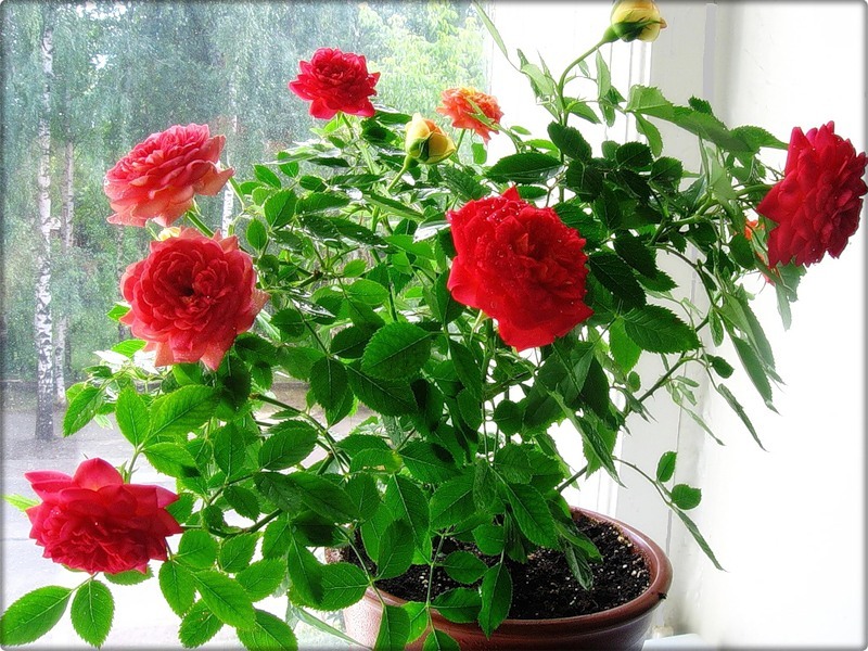 Описанный способ позволяет вырастить розу даже на подоконнике квартиры