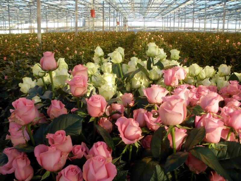Выращивание роз в теплице