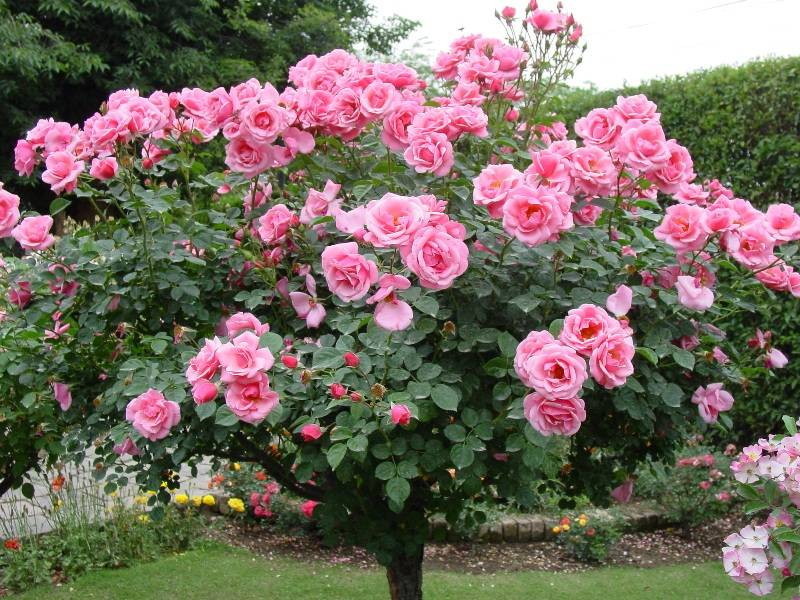 Выращивание штамбовой розы