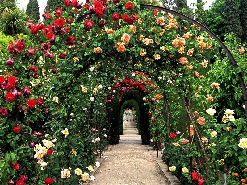 Вьющаяся роза станет отличным украшением двора в частном доме