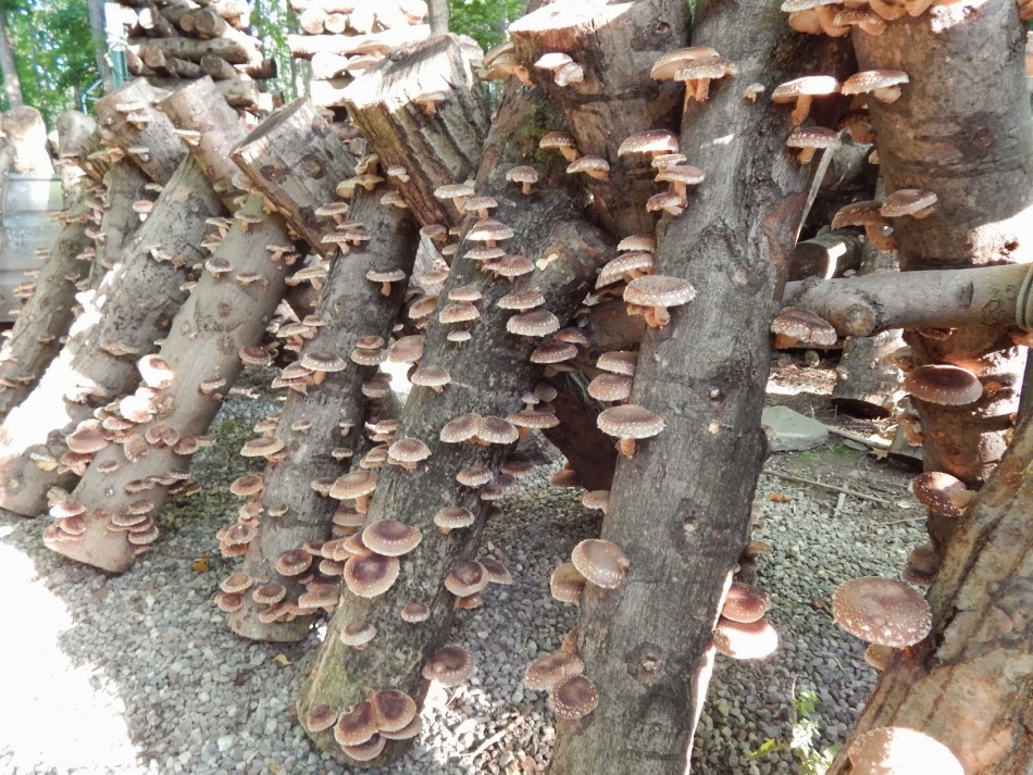 Где растут грибы вешенки на каких деревьях?