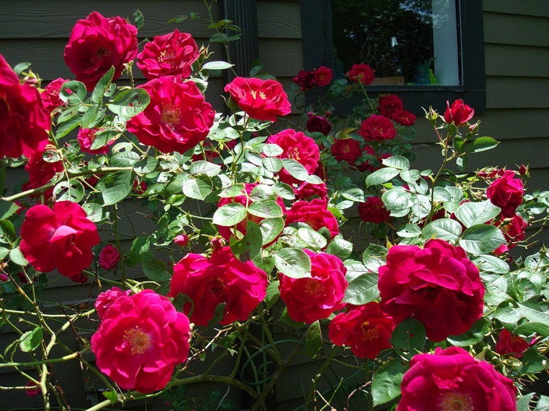 В первый год бутоны кустовой розы необходимо оборвать, а на второй она порадует буйным цветом