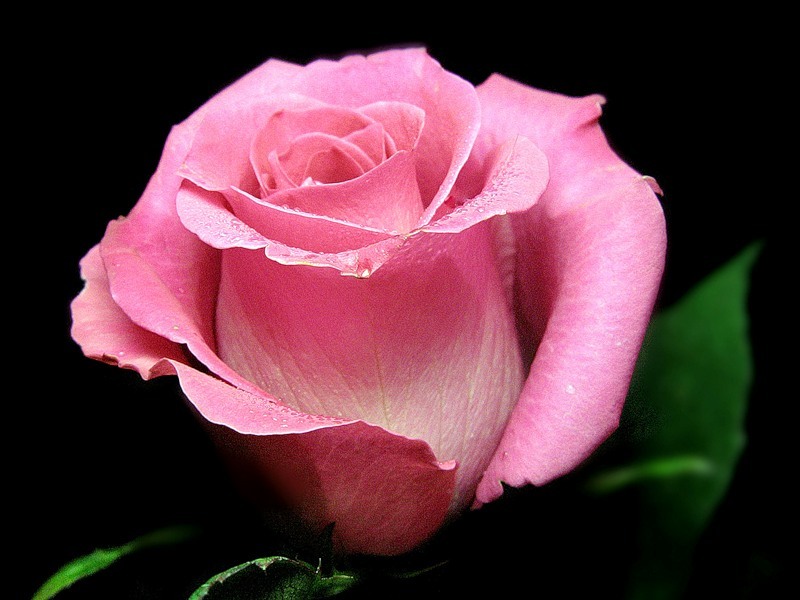 Тепличные розы могут радовать своей красотой круглый год