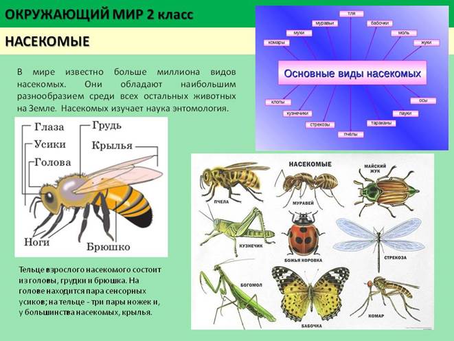 Изучение насекомых. Наука изучающая насекомых называется. 3 Вида насекомых название. Сколько всего насекомых. Название наук изучающие насекомые.