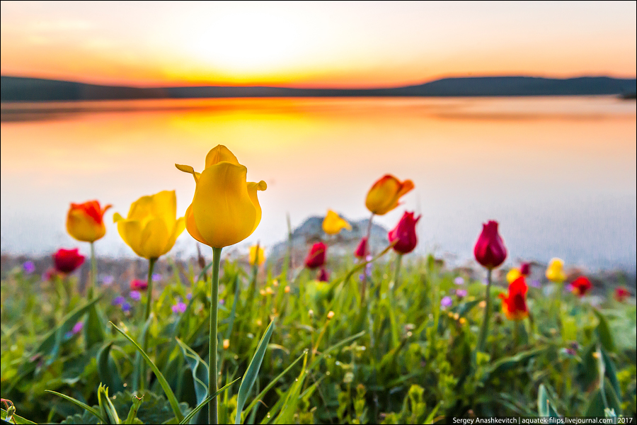 Крымские дикие тюльпаны
