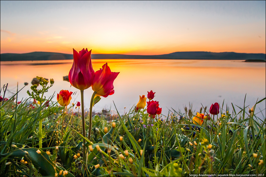 Крымские дикие тюльпаны