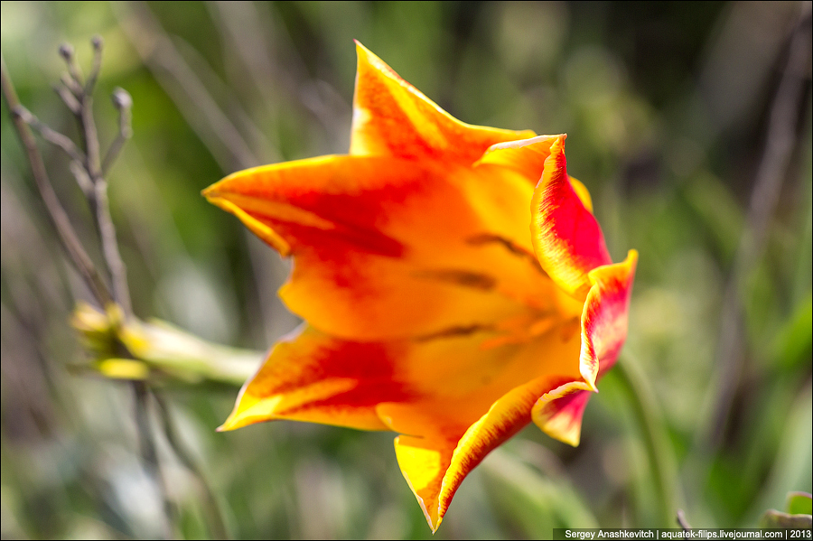 Цветение диких тюльпанов в Крыму