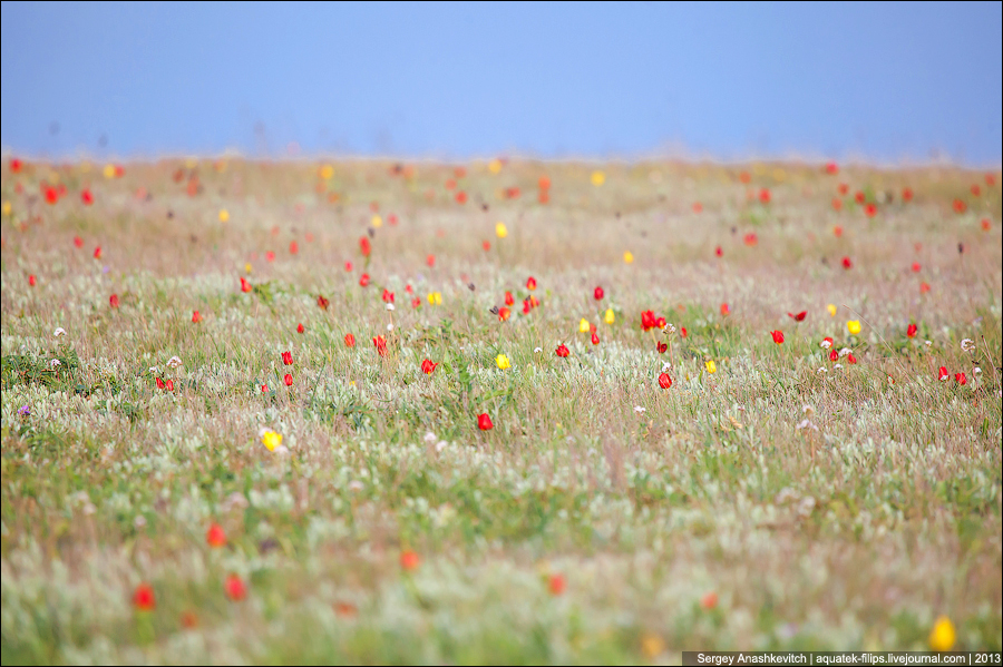 Цветение диких тюльпанов в Крыму