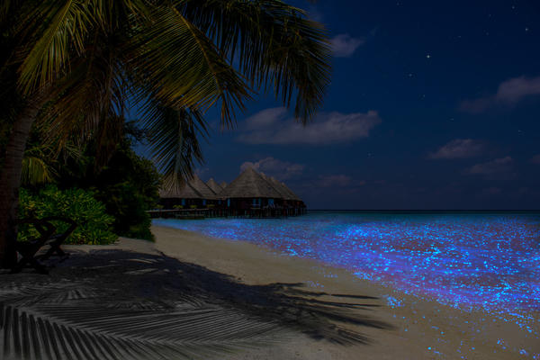 Светящийся от планктона океан