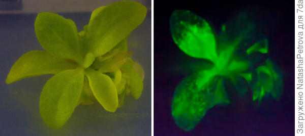 Starlight Avatar - светящееся растение табака. Фото с сайта bioglowtech.com