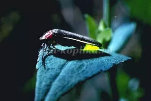 Интересные факты из жизни насекомых. 25 невероятных фактов из жизни насекомых 06