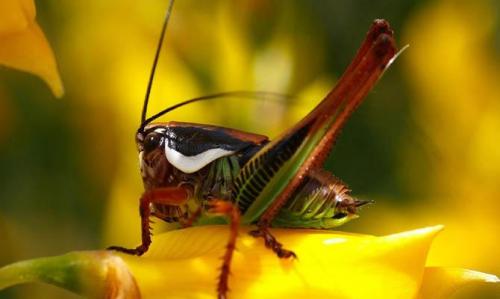 Необычные насекомые и интересные факты о них. Интересные факты о насекомых + Видео