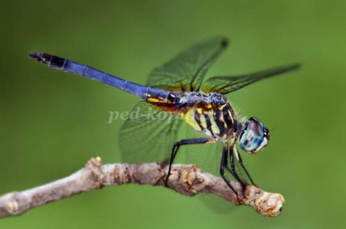Интересные факты из жизни насекомых. 25 невероятных фактов из жизни насекомых 08