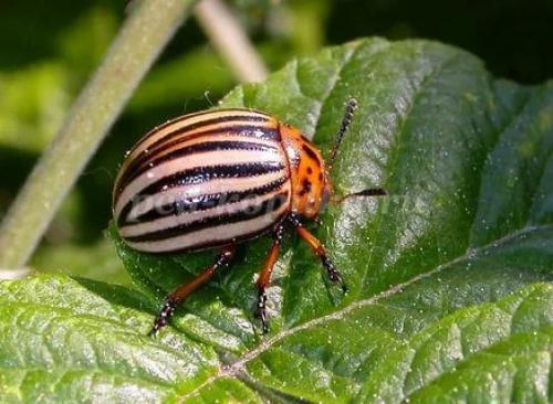 Интересные факты из жизни насекомых. 25 невероятных фактов из жизни насекомых 05