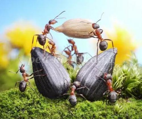 Интересные факты из жизни насекомых. 25 невероятных фактов из жизни насекомых 04