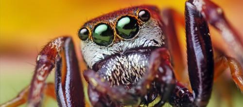Интересные факты из жизни насекомых. 25 невероятных фактов из жизни насекомых