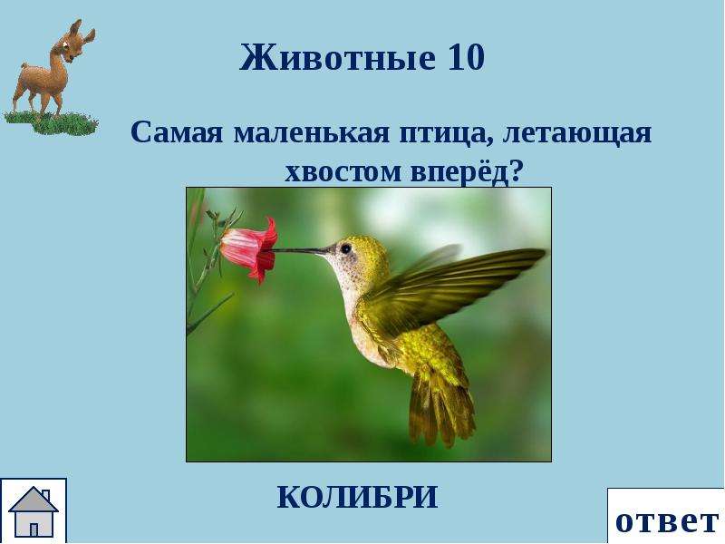 Какая птица может летать хвостом вперед. Птица летающая хвостом вперед. Птицы Южной Америки презентация. Самая маленькая птица которая летает хвостом вперед.