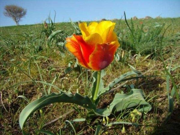 Тюльпан Грейга (Tulipa Greigii)