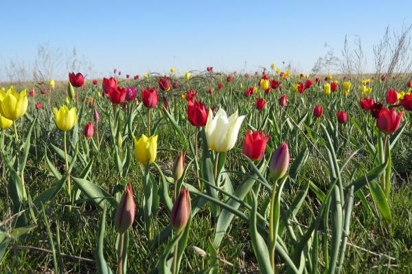 Природный Ареал распространения тюльпанов огромен: от Балкан до Западной Сибири, от Монголии до Индии, Япония и Корея, Ливия и Иран