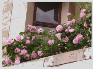 Плетистую розу на балконе можно направить горизонтально.