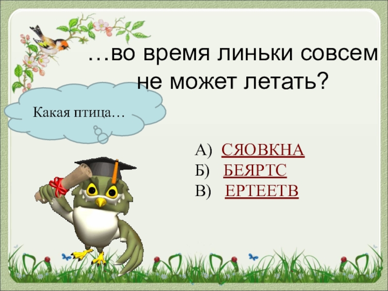 Птица никогда. Какие птицы умеют нырять. Какая птица умеет нырять и бегать по дну. Птица не имеющая голоса. Какая птица не имеет голоса.