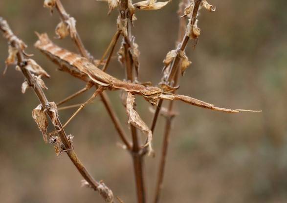 Сила нативной рекламы – в ее способности к мимикрии