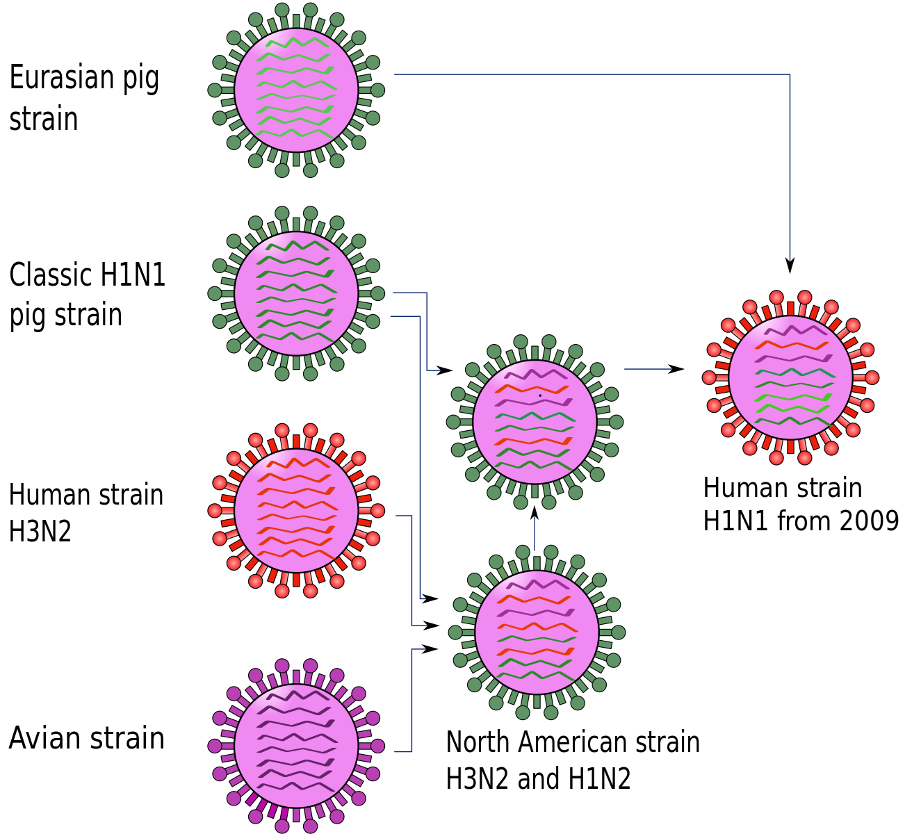 Тест 1 вирусы. Вирус гриппа h2 n2. Вирус гриппа h1n1. Вирус типа a-h1n1. Грипп а/h1n1, a/h3n2 и a/h3n8.