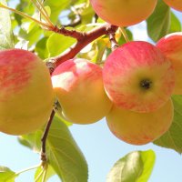 Выращивание саженцев яблони своими руками