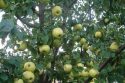 Яблоня сорта Антоновка обыкновенная