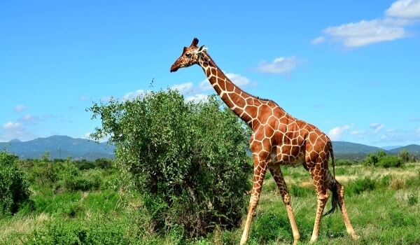 Фото: Большой жираф