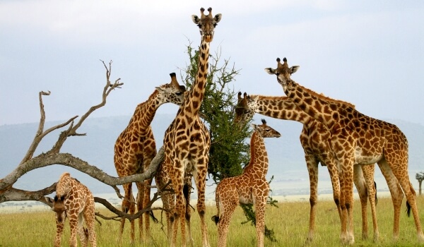 Фото: Жирафы в Африке