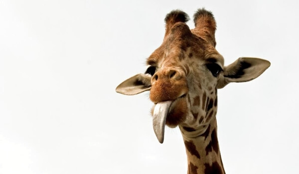 Фото: Животное жираф